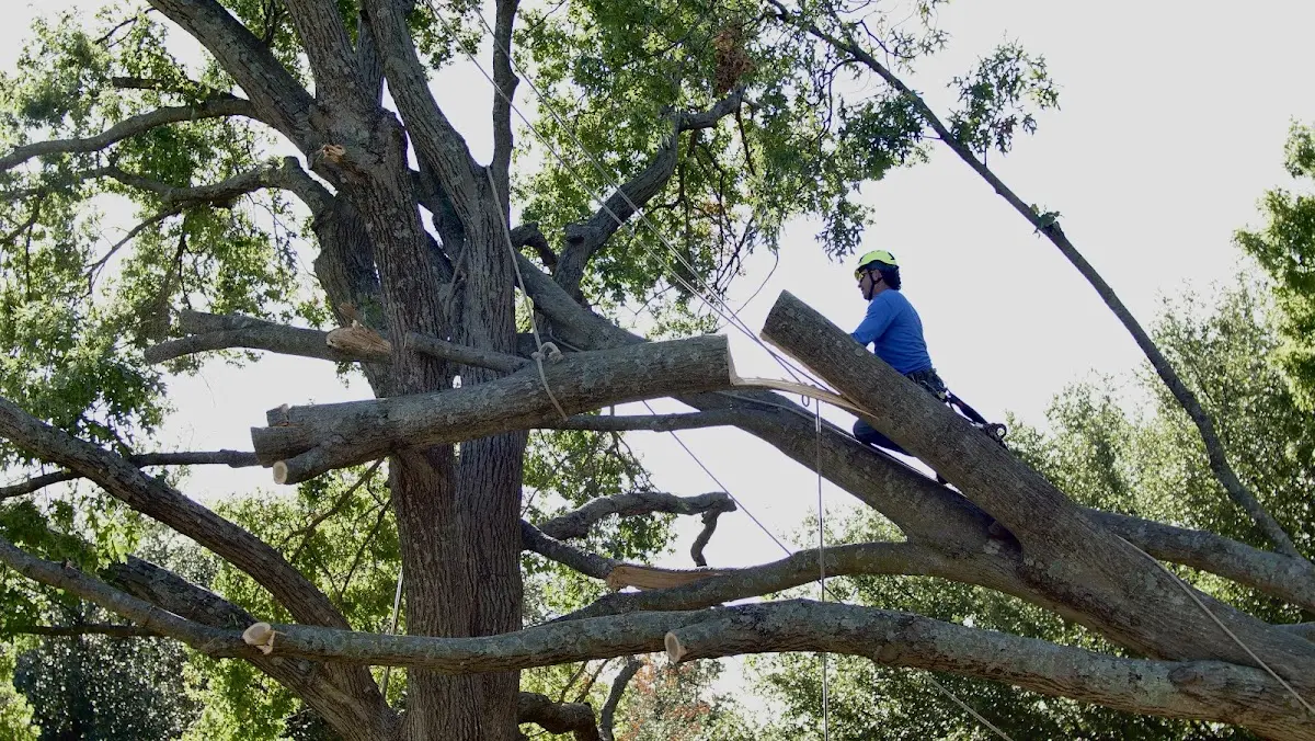 Professional Crown Thinning performed by certified arborists in Mclean